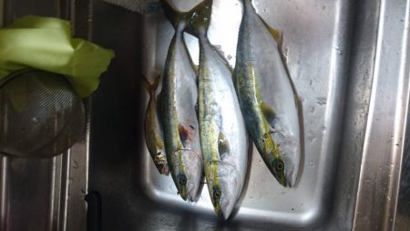 激熱ハマチ！！